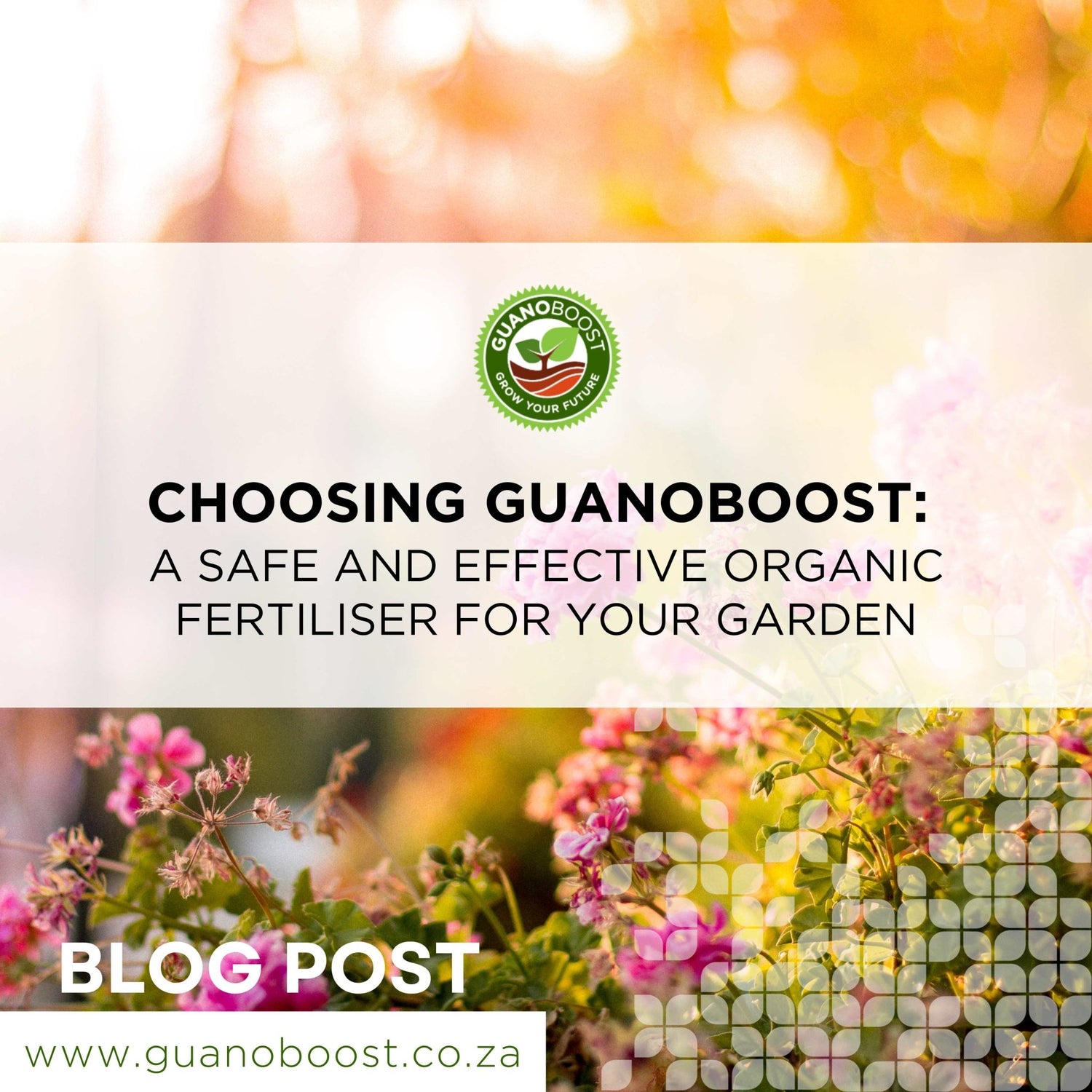 Choosing GuanoBoost: A Safe and Effective Organic Fertiliser for Your Garden - GuanoBoost