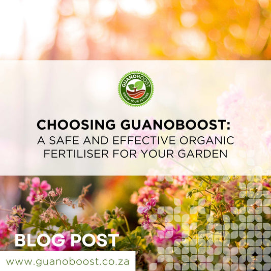 Choosing GuanoBoost: A Safe and Effective Organic Fertiliser for Your Garden - GuanoBoost