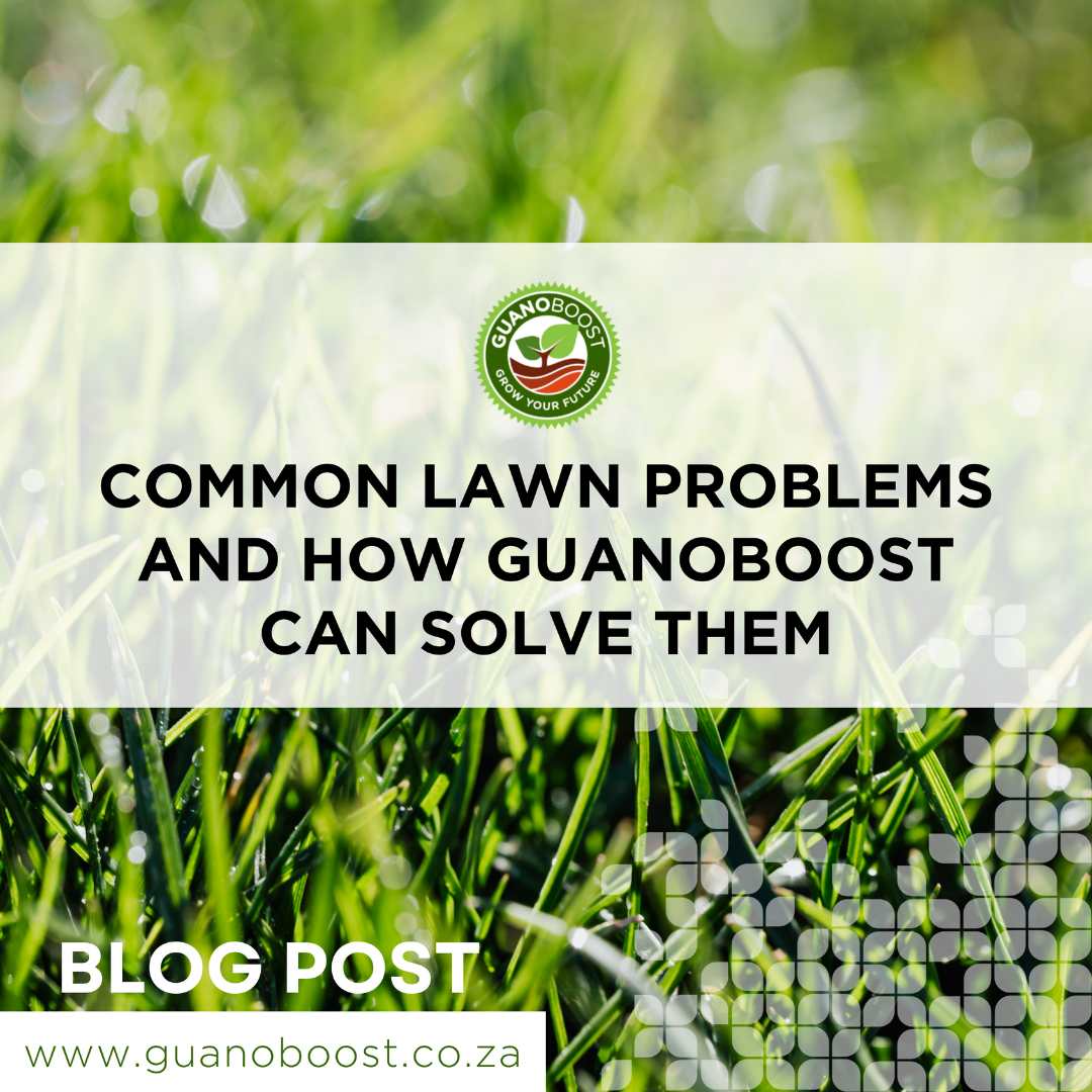 Common Lawn Problems and How GuanoBoost Can Solve Them - GuanoBoost