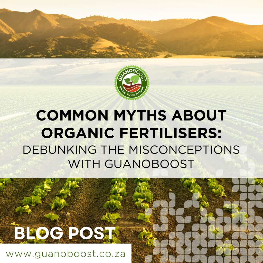 Debunking Common Myths About Organic Fertilisers with GuanoBoost - GuanoBoost