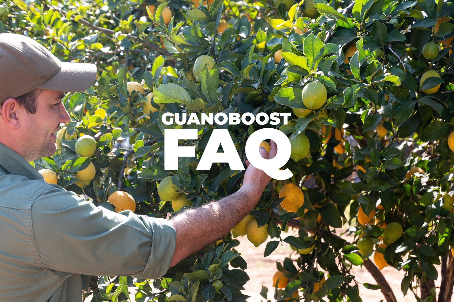 Frequently Asked Questions - GuanoBoost