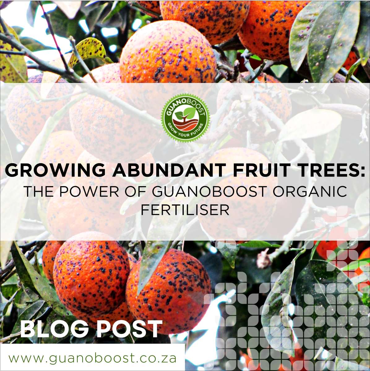 Growing Abundant Fruit Trees: The Power of GuanoBoost Organic Fertiliser - GuanoBoost