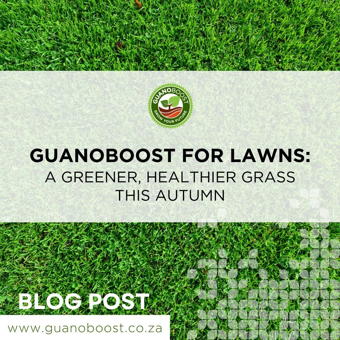GuanoBoost for Lawns: A Greener, Healthier Grass This Autumn - GuanoBoost