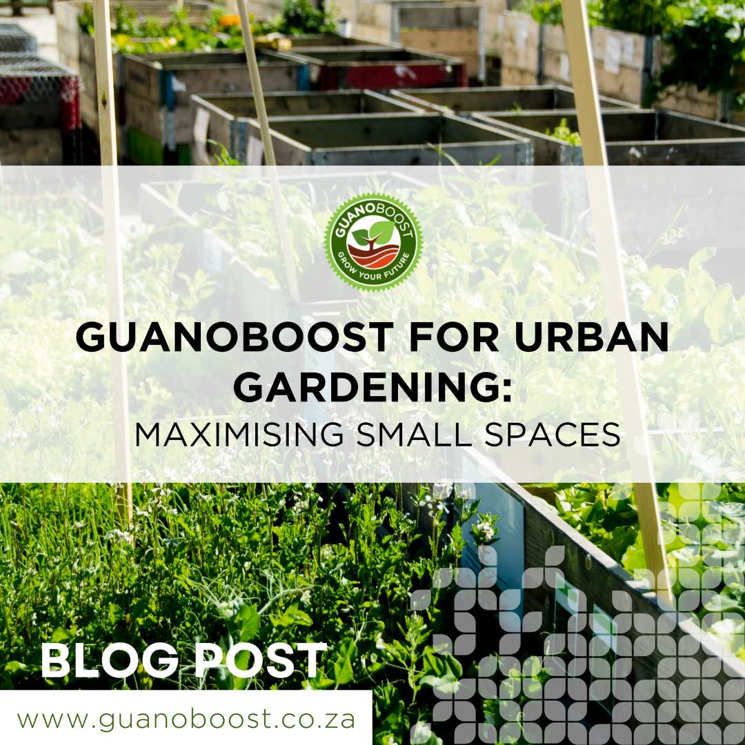 GuanoBoost for Urban Gardening: Maximising Small Spaces - GuanoBoost