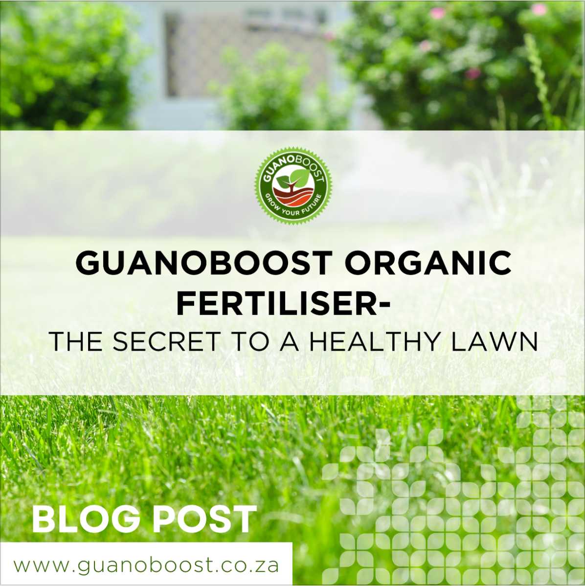 GuanoBoost Organic Fertiliser: The Secret to a Healthy Lawn - GuanoBoost