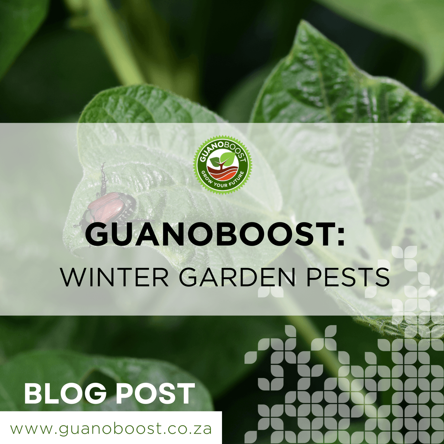 GuanoBoost: Winter Garden Pests - GuanoBoost