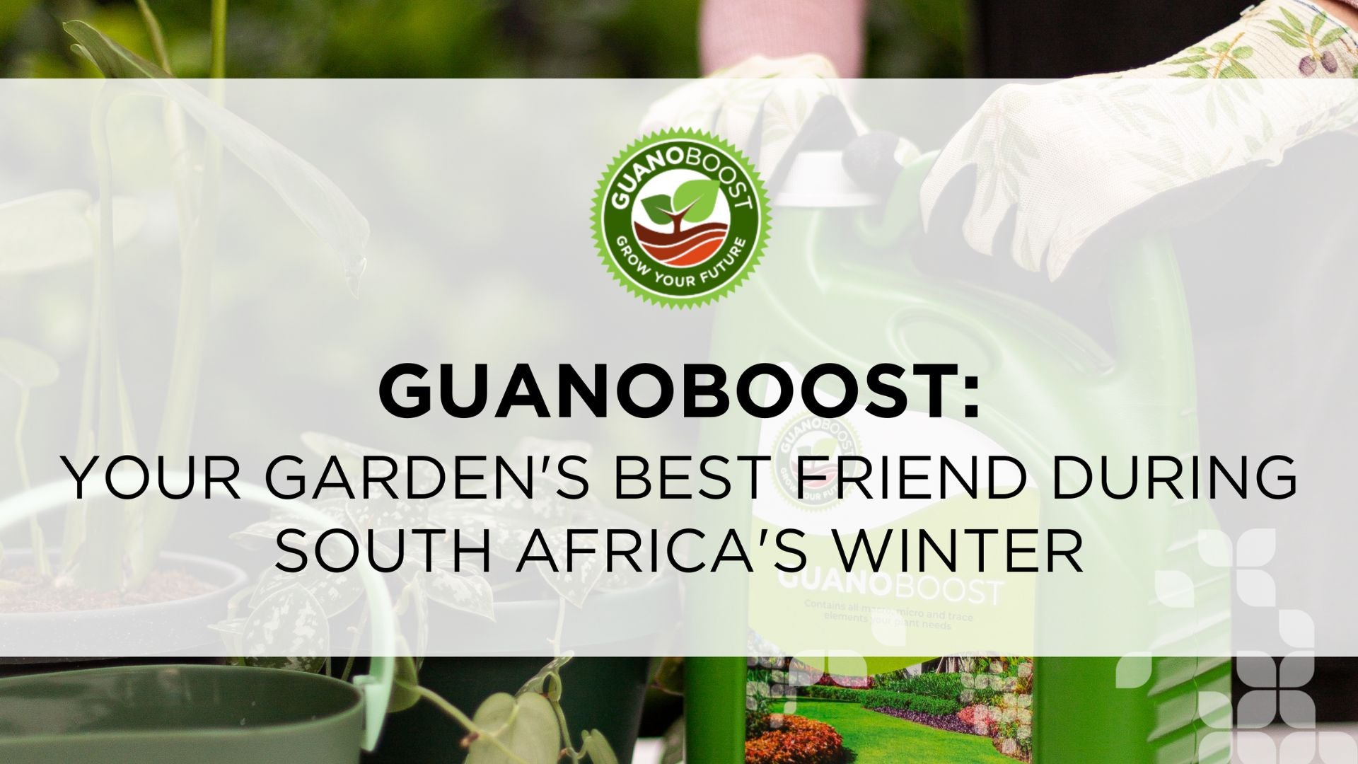 GuanoBoost: Your Garden's Best Friend During South Africa's Winter