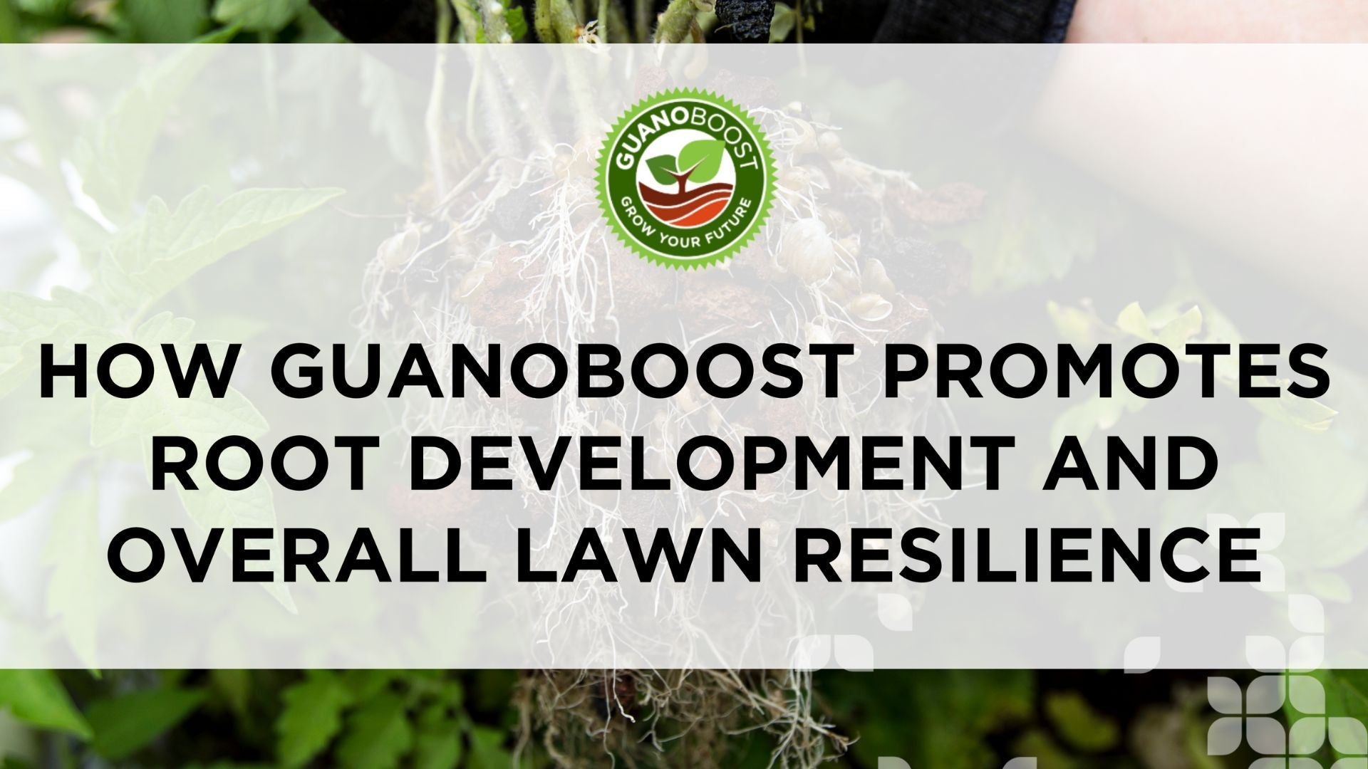 How GuanoBoost Promotes Root Development and Overall Lawn Resilience - GuanoBoost