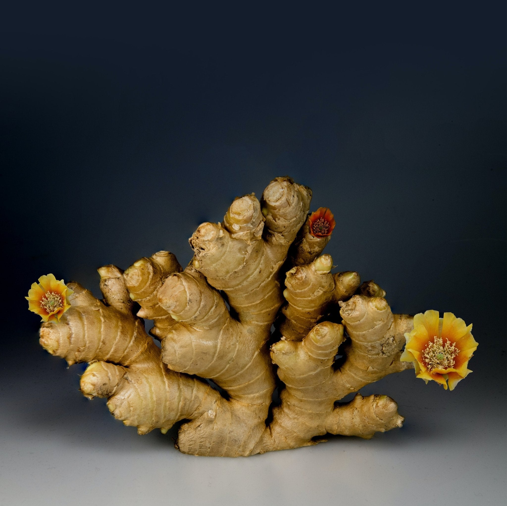 How to grow ginger indoors. - GuanoBoost