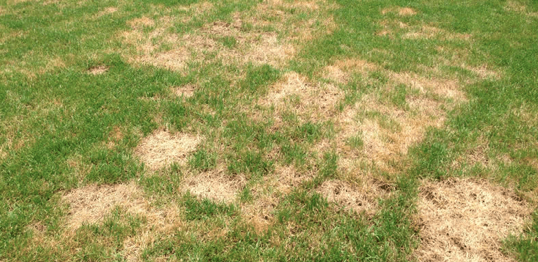 HOW TO REPAIR DEAD SPOTS ON YOUR LAWN - GuanoBoost