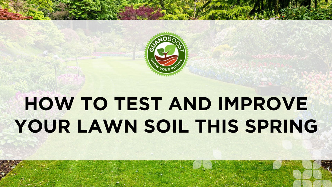How to Test and Improve Your Lawn Soil This Spring