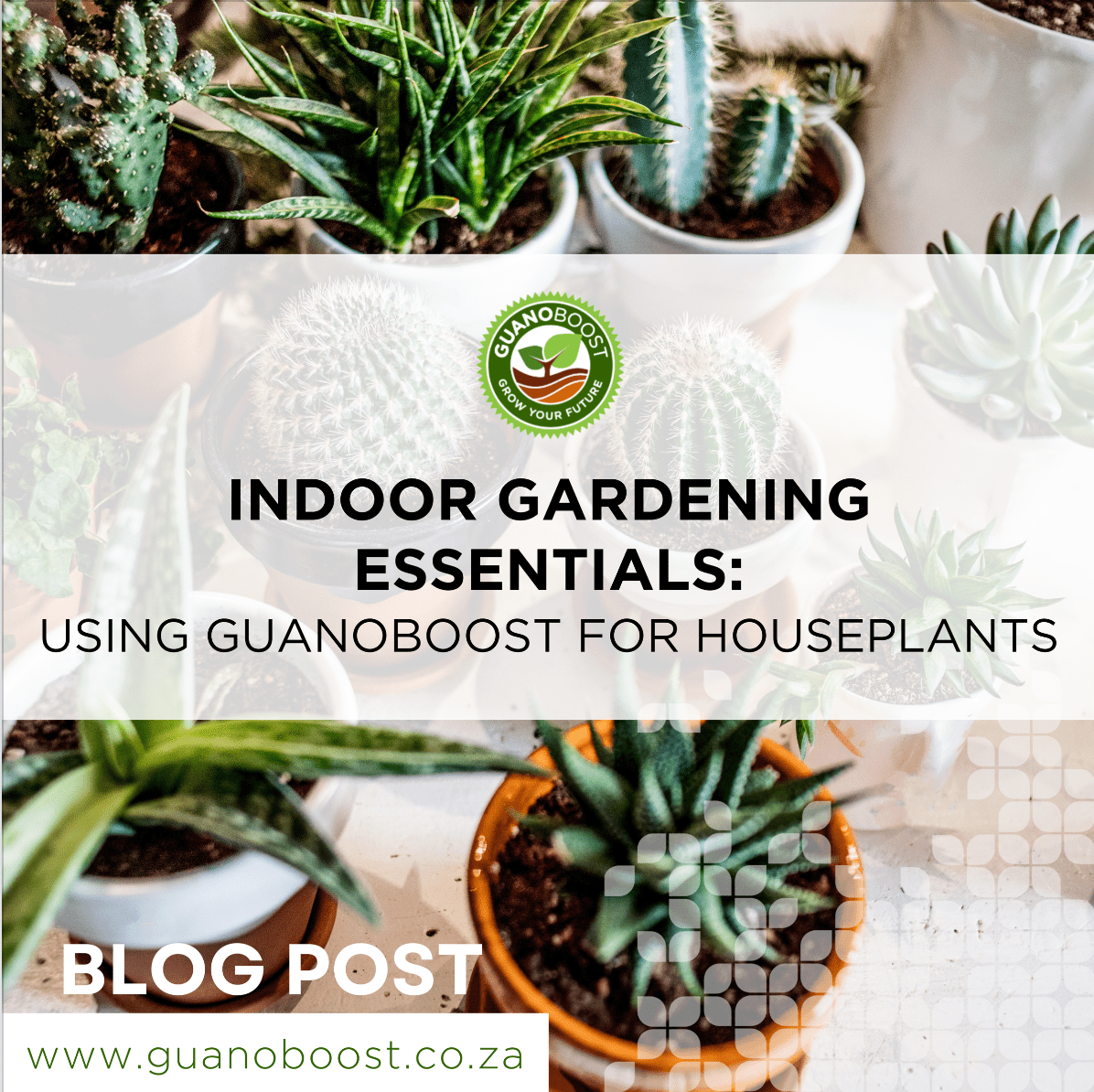 Indoor Gardening Essentials / Using GuanoBoost for your Houseplants - GuanoBoost