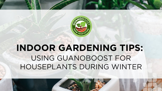 Indoor Gardening Tips: Using GuanoBoost for Houseplants During Winter