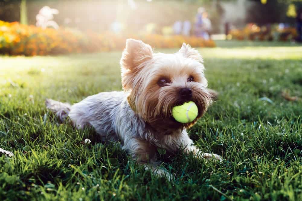 PET FRIENDLY LAWN FERTILIZER - GuanoBoost