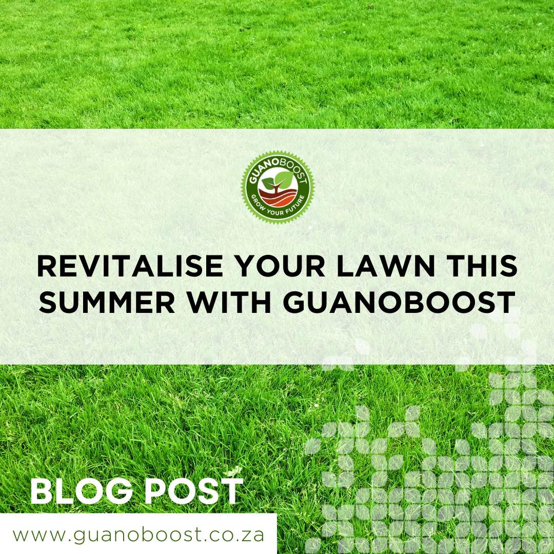 Revitalise Your Lawn This Summer with GuanoBoost - GuanoBoost