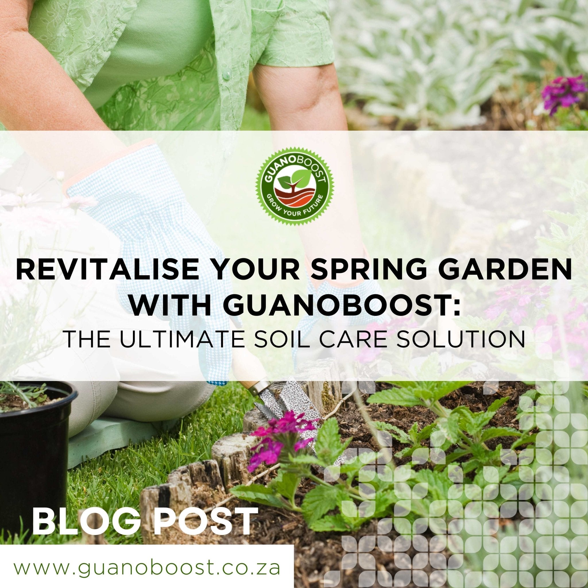 Revitalise Your Spring Garden with GuanoBoost: The Ultimate Soil Care Solution - GuanoBoost