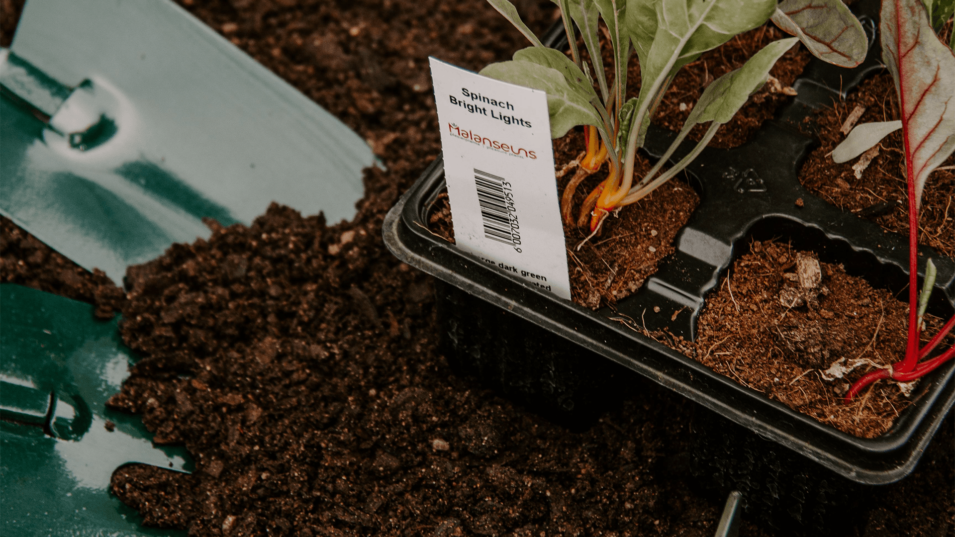 Start your own herb garden - GuanoBoost