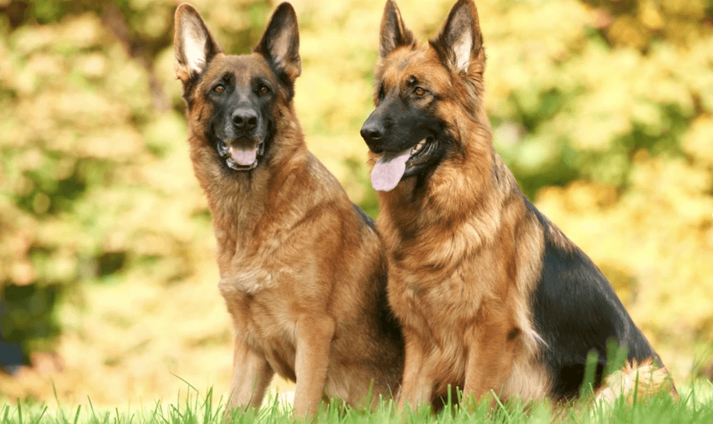 STUDIES LINK CANINE AND CHILD CANCER TO LAWN CHEMICALS LAWN CHEMICALS - GuanoBoost