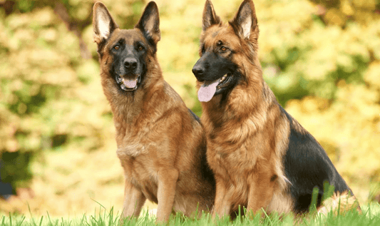 STUDIES LINK CANINE AND CHILD CANCER TO LAWN CHEMICALS LAWN CHEMICALS - GuanoBoost