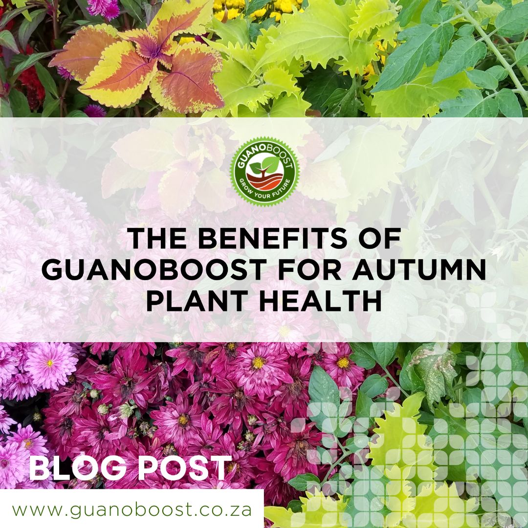 The Benefits of GuanoBoost for Autumn Plant Health - GuanoBoost