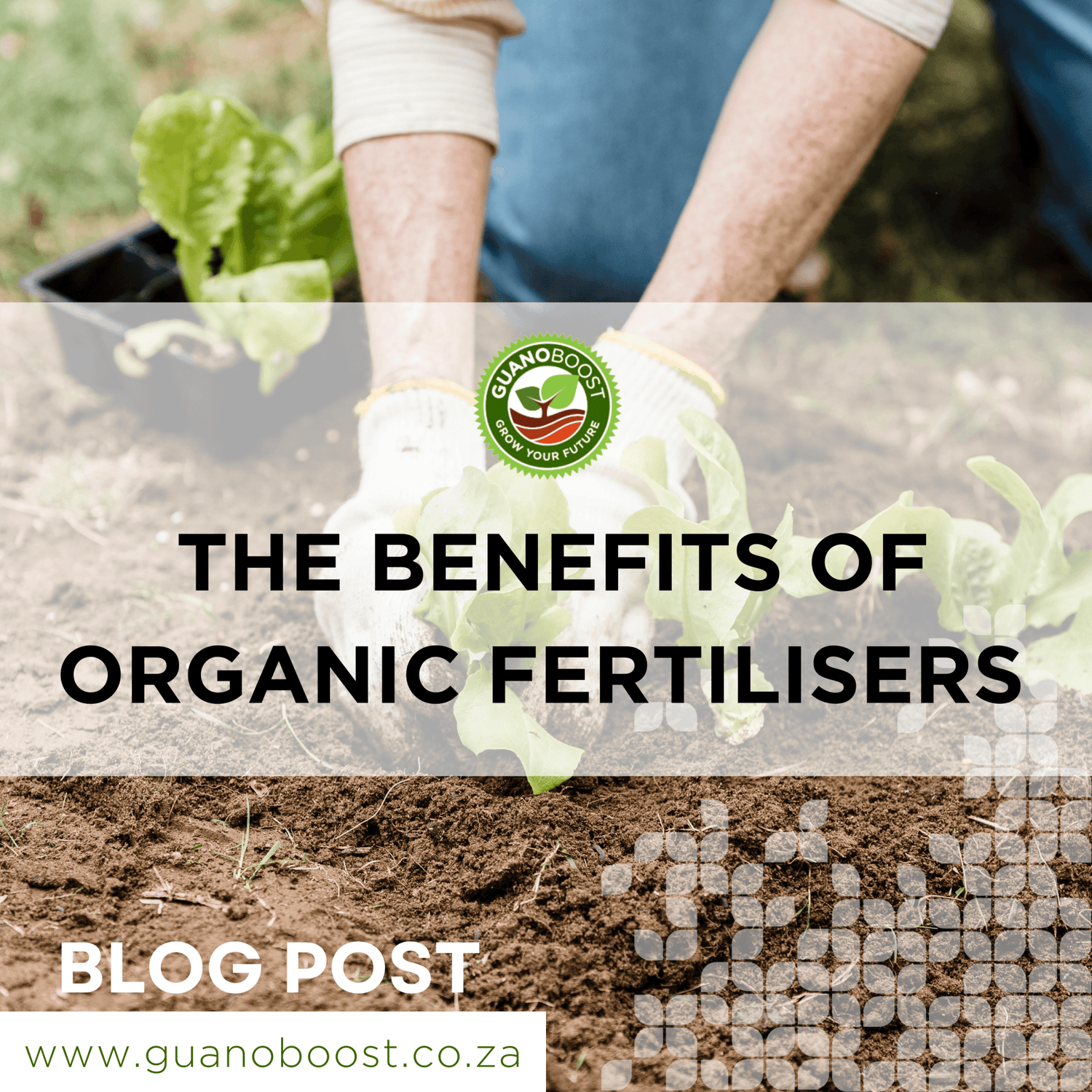 The Benefits of Organic Fertilisers: Safer, Environmentally Friendly, and Essential to Use Compared to Chemical Fertilisers - GuanoBoost