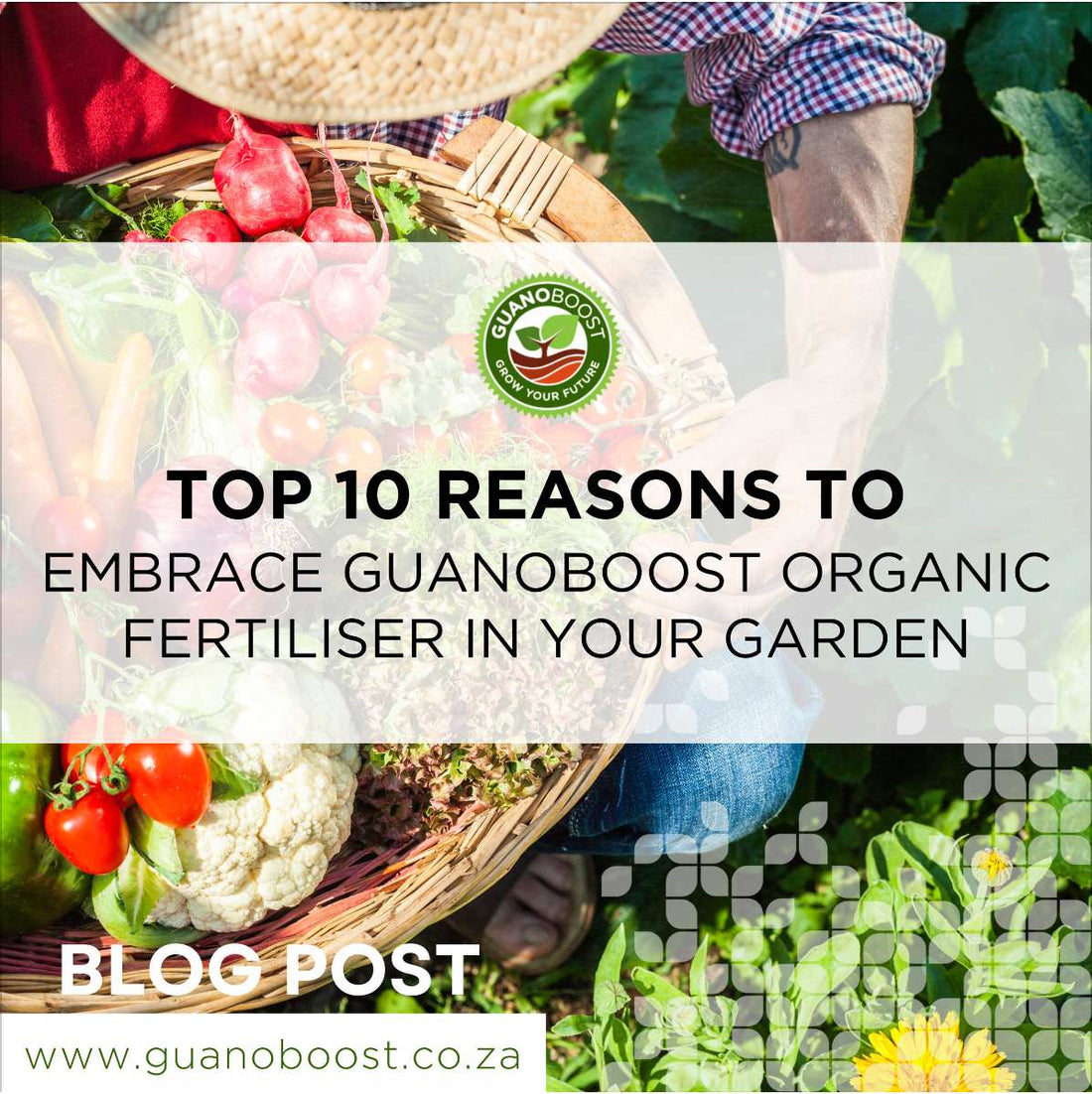 Top 10 Reasons to Embrace GuanoBoost Organic Fertiliser in Your Garden - GuanoBoost