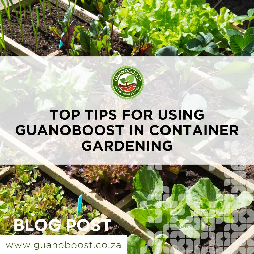 Top 6 Tips for Using GuanoBoost in Container Gardening - GuanoBoost