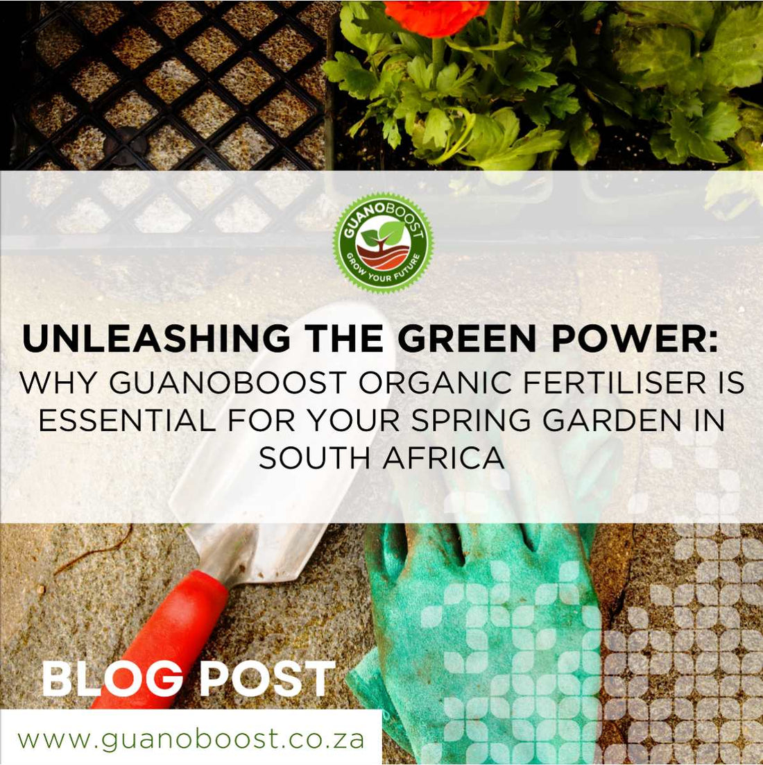 Unleashing the Green Power: Why GuanoBoost Organic Fertiliser Is Essential for Your Spring Garden in South Africa - GuanoBoost