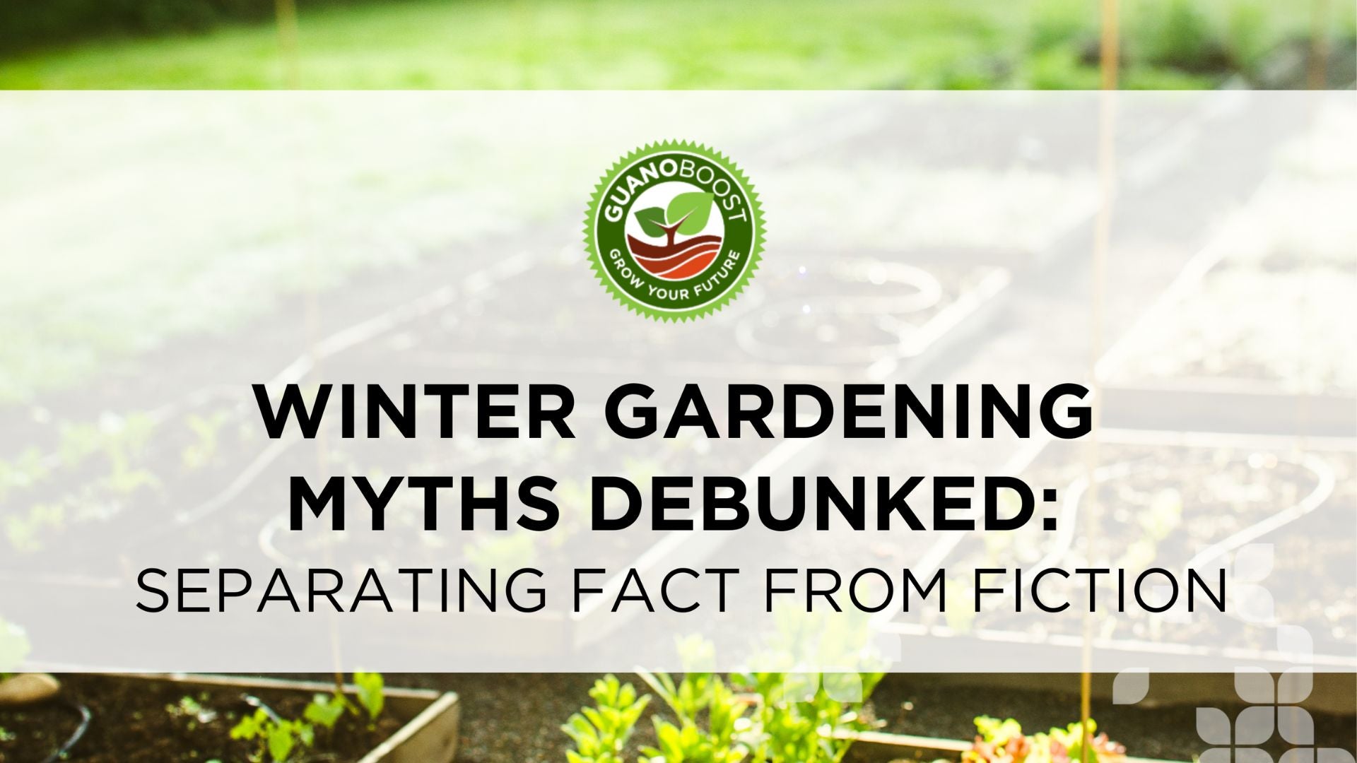 Winter Gardening Myths Debunked: Separating Fact from Fiction