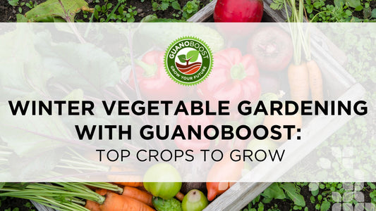 Winter Vegetable Gardening with GuanoBoost: Top Crops to Grow
